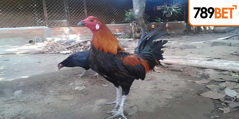 Đá Gà Peru Với Dòng Kê Thịnh Hành Nhất Hiện Nay